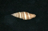 藏品(丁蠣)的圖片